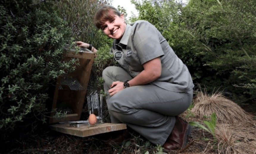 Nicola Toki setting a predator trap in the bush